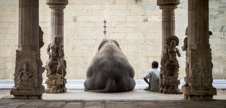 The Elephant & its Mahot od Ruhan