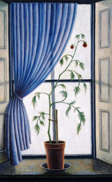 Plant in Window, 2003 (oil on canvas)  od Ruth  Addinall