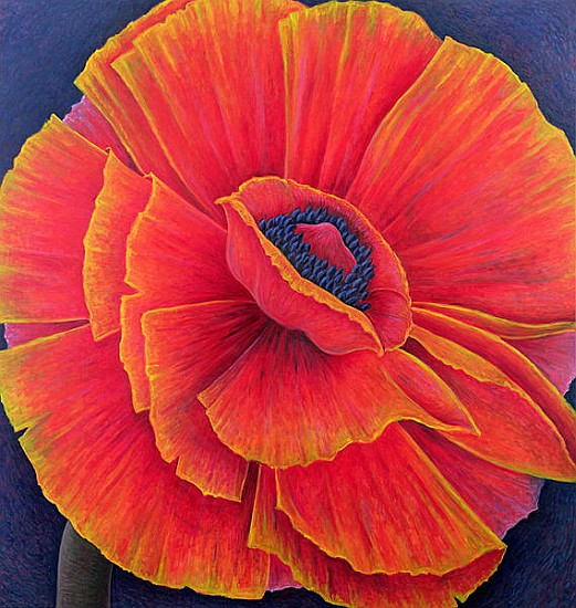 Big Poppy, 2003 (oil on canvas)  od Ruth  Addinall