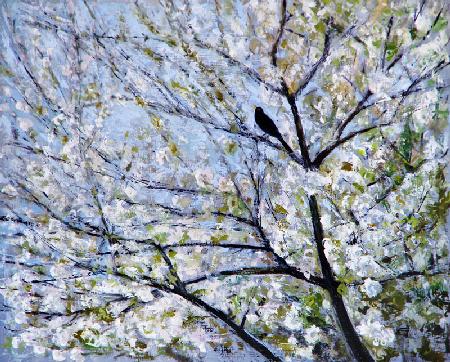 Blackbird Singing in Cherry Blossom