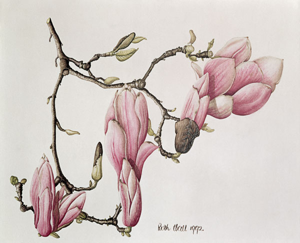 Magnolia X Soulangiana, 1992 (w/c on paper)  od Ruth  Hall