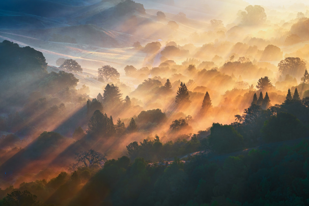 Morning Light od Ryan Li