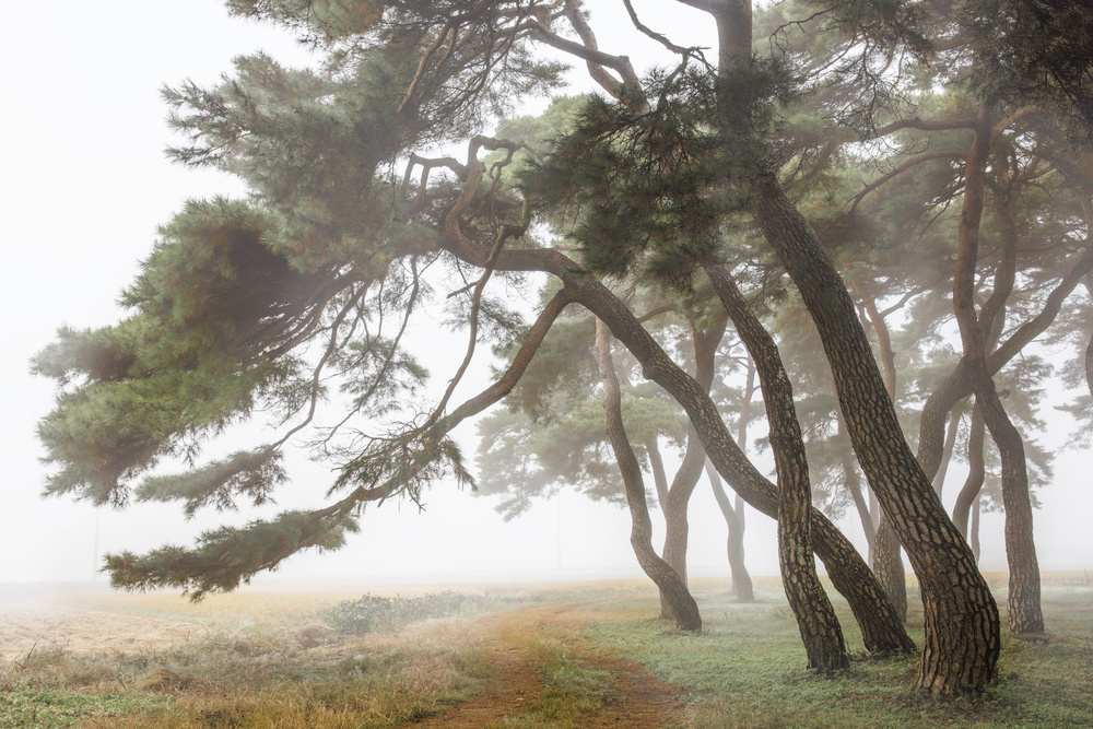 Pine Grove in Fog-2 od Ryu Shin Woo
