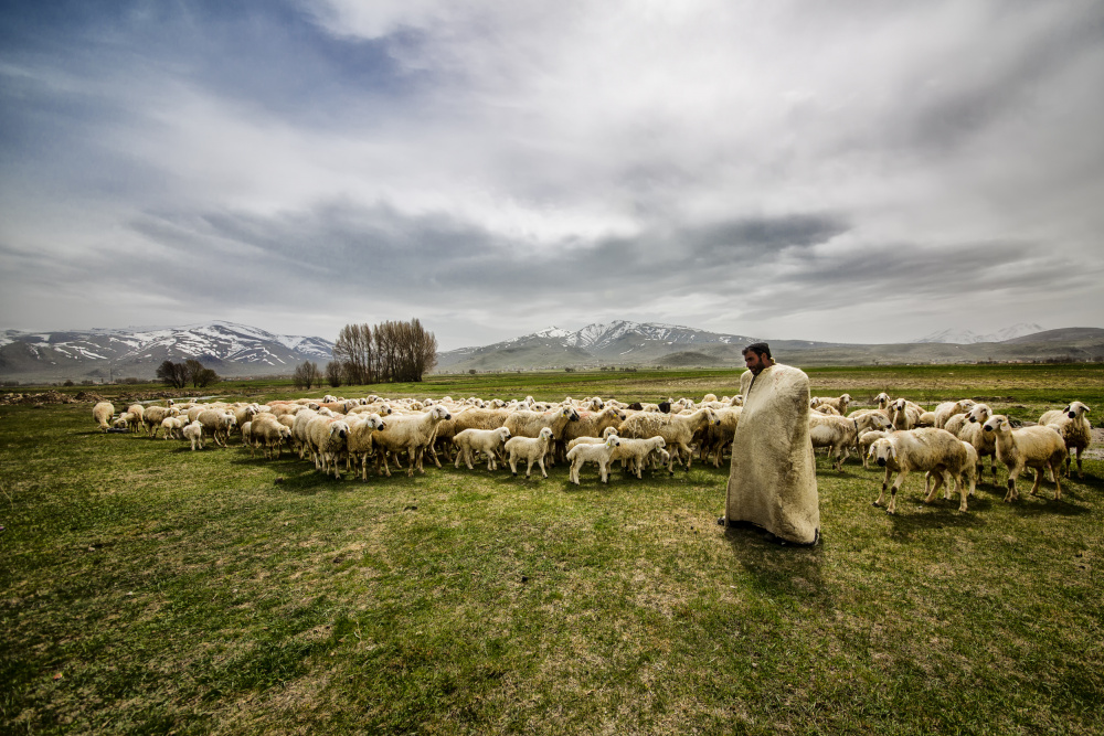 shepherd od S. Aktrk