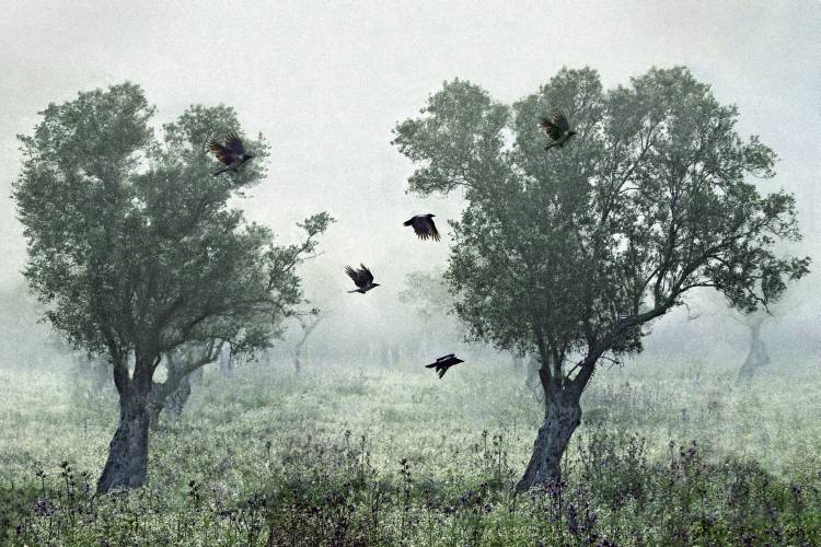 Crows in the mist od S. Amer