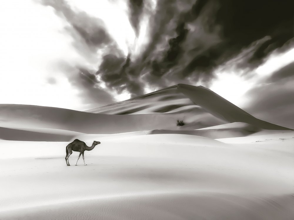 Camel and Dune od Saleem G Alfidi