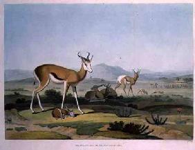 The Spring-Bok or Leaping Antelope, plate 18 from 'African Scenery and Animals', engraved by the art