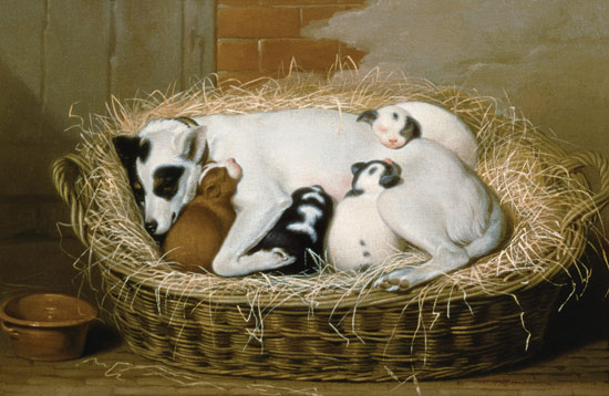 Bitch with her Puppies in a Wicker Basket od Samuel de Wilde