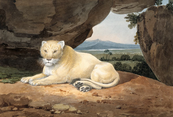 Lioness od Samuel Howitt