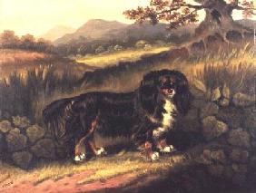 King Charles Spaniel 'Fuss' in a Landscape