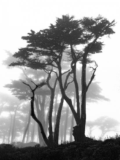 California Pines in Fog