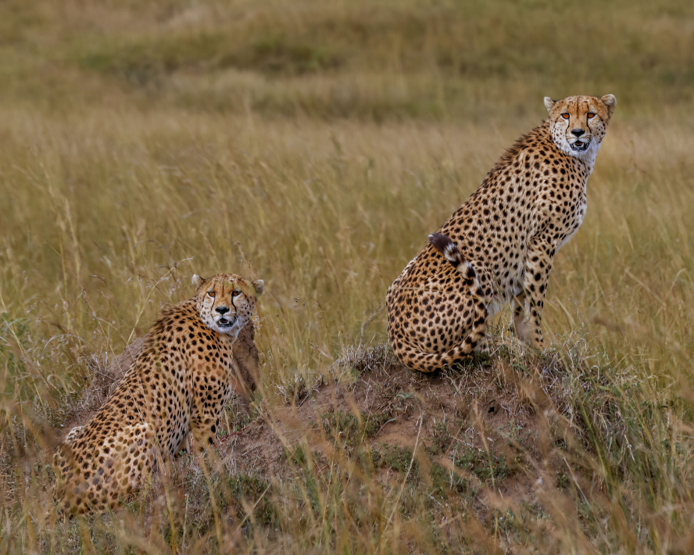 Cheetah Brothers od Sandeep Shroff