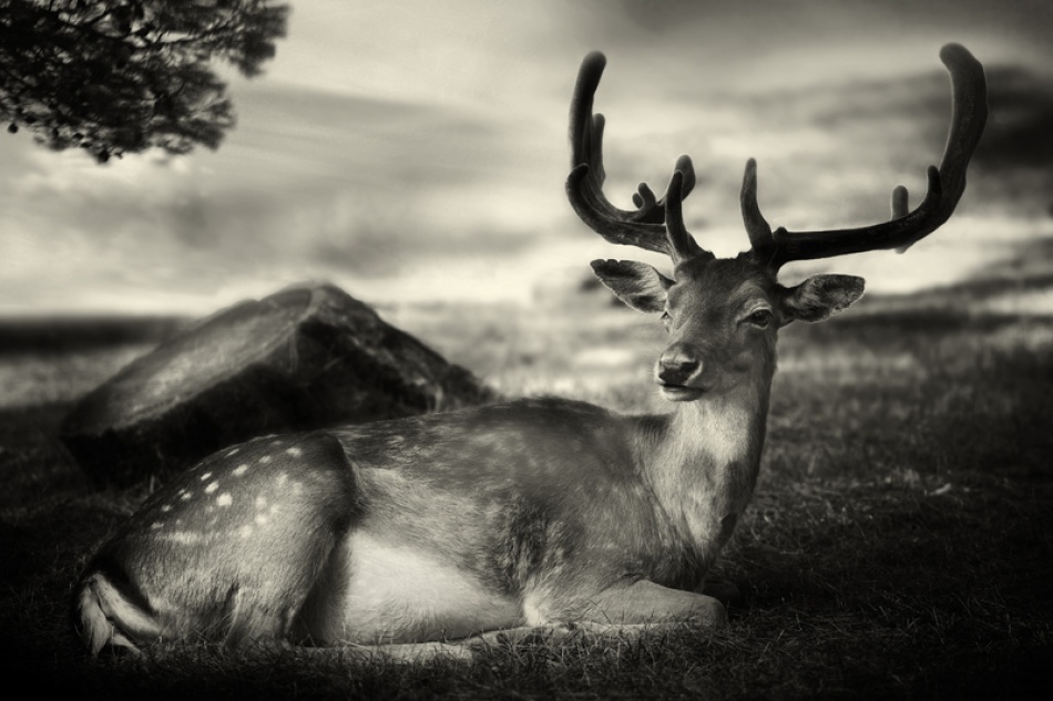 Resting Bambi od Sandra Štimac