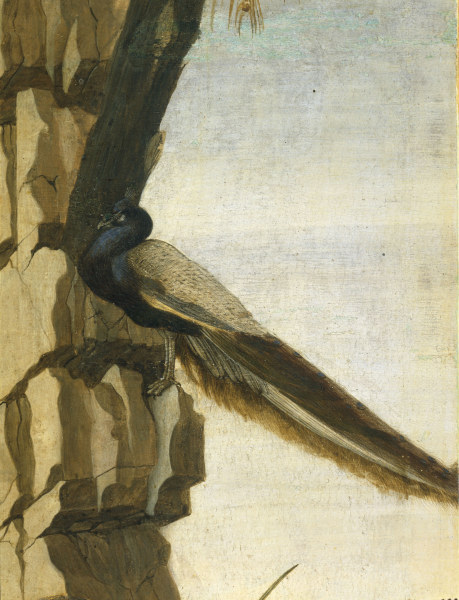 S.Botticelli, Peacock od Sandro Botticelli