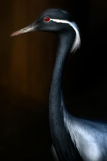 Demoiselle crane portrait