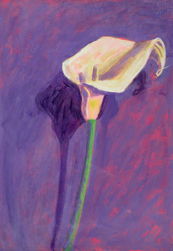Arum Lily (oil on card)  od Sara  Hayward