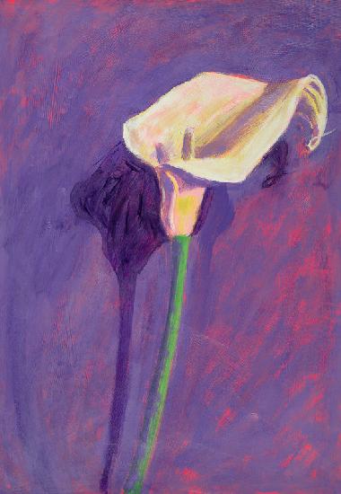 Arum Lily (oil on card) 
