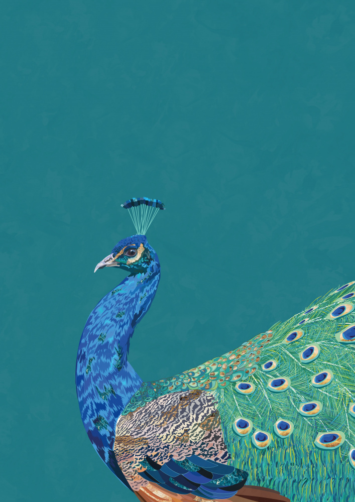 Turquoise peacock od Sarah Manovski