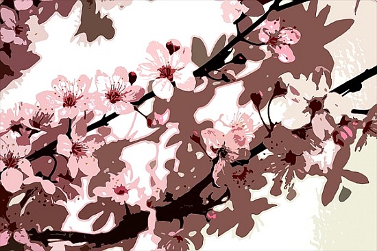 Japanese Blossom (colour photo)  od Sarah  O'Toole