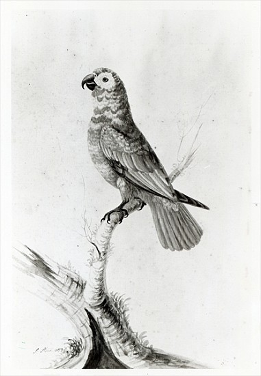 A Parrot od Sarah Stone