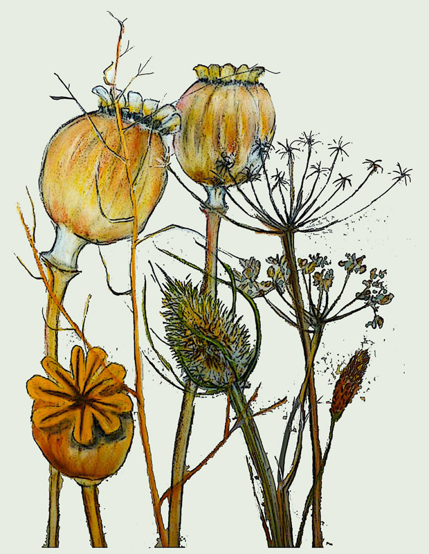 Dried seed heads od Sarah Thompson-Engels