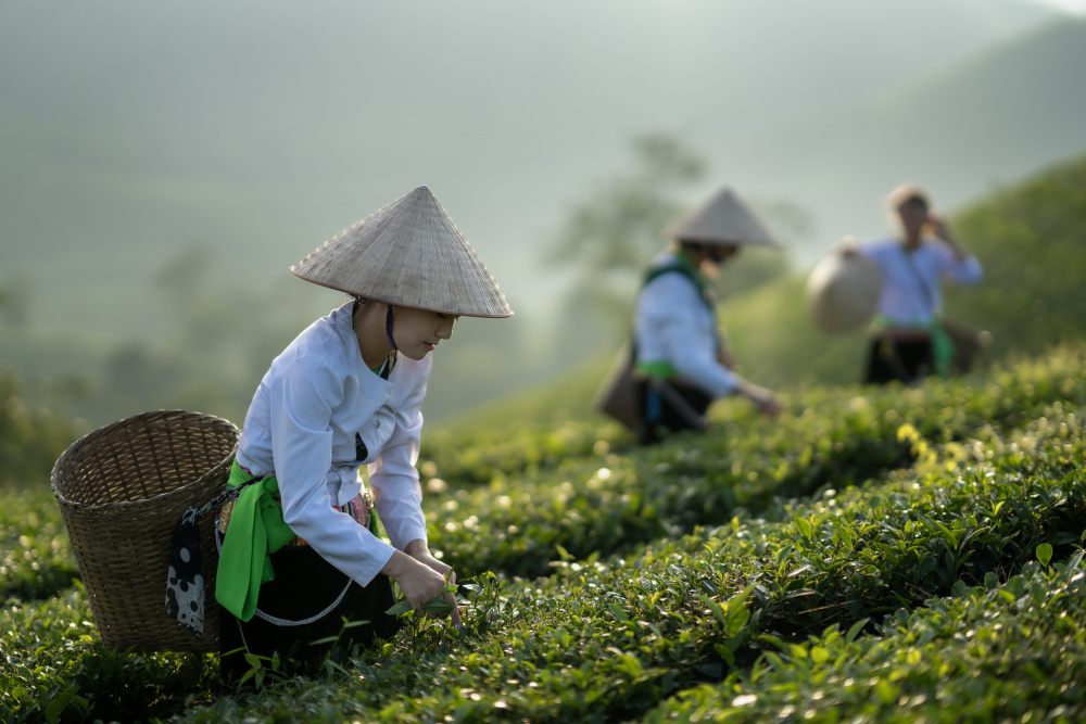 Vietnamese monk picking tea leaves od Sarawut Intarob