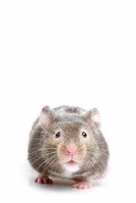 Hamster closeup on white od Sascha Burkard