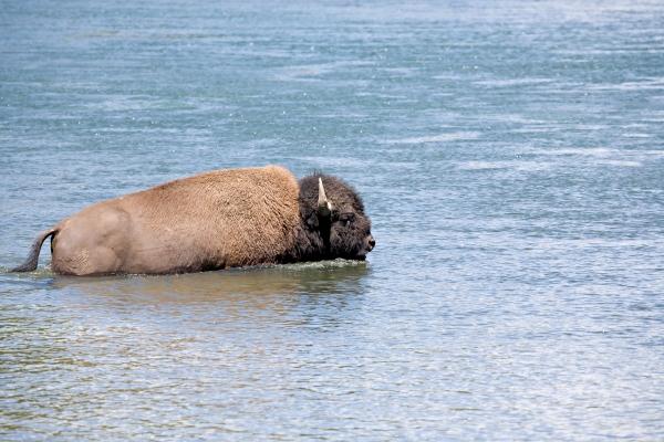 bison crossing river in yellowstone od Sascha Burkard