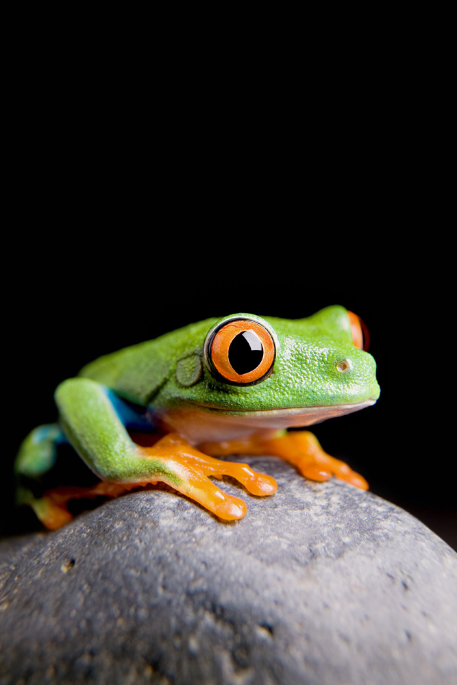 frog on a rock isolated od Sascha Burkard