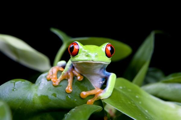 frog in plant isolated on black od Sascha Burkard