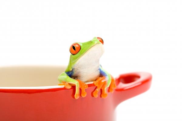 frog looking out of pot od Sascha Burkard