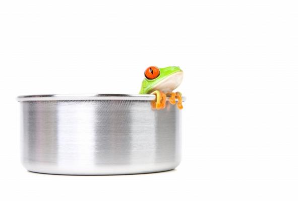 frog on cooking pot od Sascha Burkard