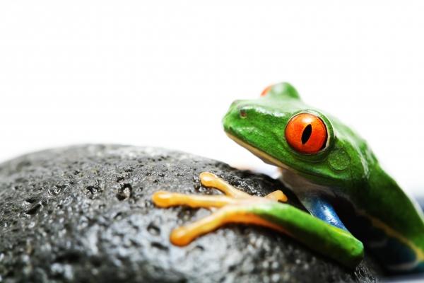 frog on rock od Sascha Burkard