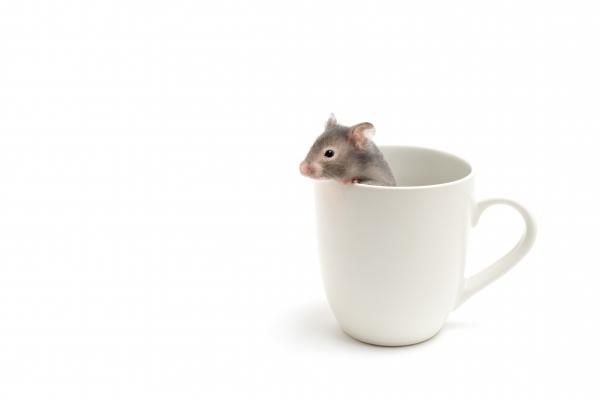 hamster in coffee cup on white od Sascha Burkard