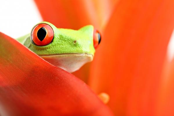 red-eyed tree frog on plant od Sascha Burkard