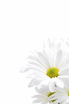 white daisies highkey od Sascha Burkard