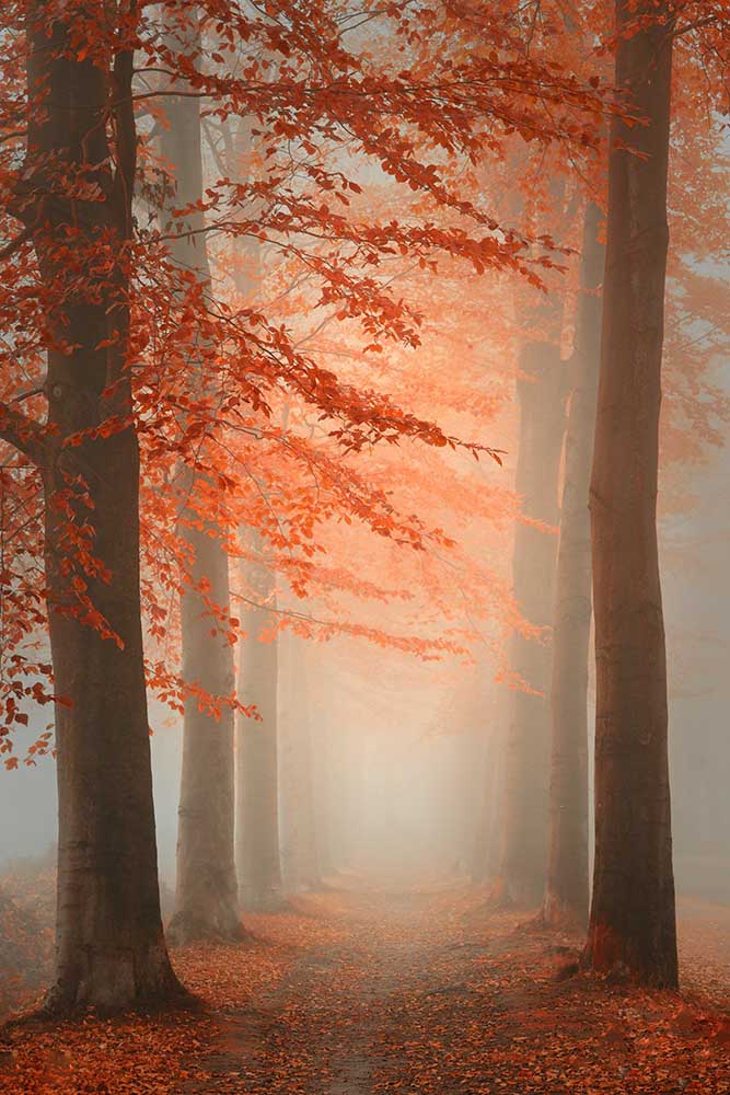 Autumn Dream od Saskia Dingemans