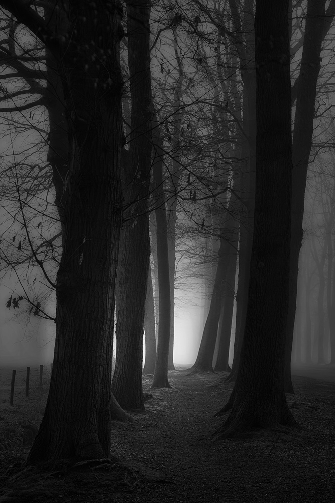 Foggy mystery forest od Saskia Dingemans