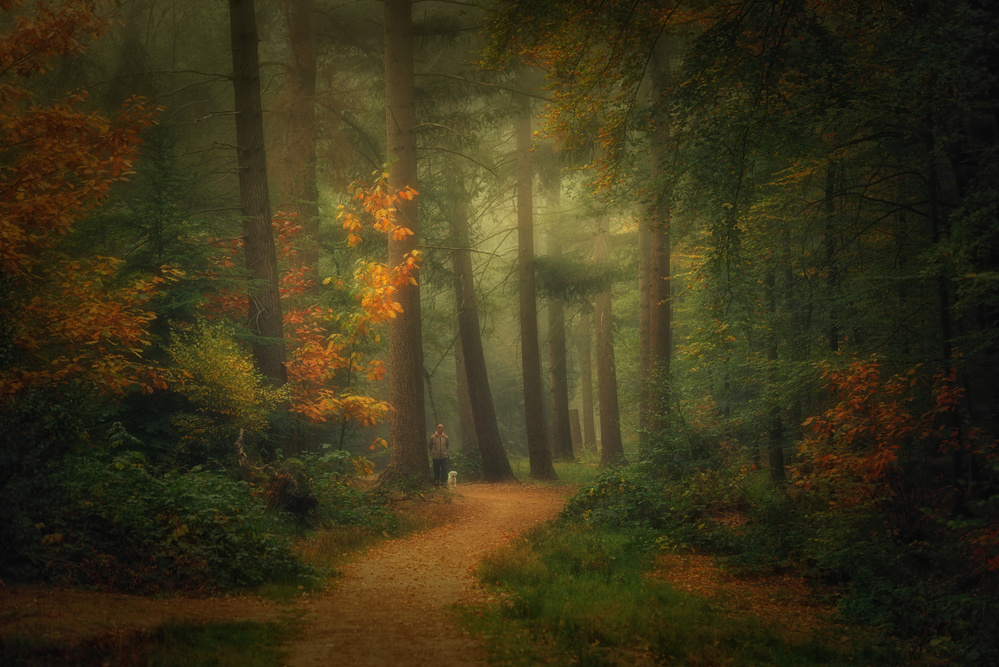 Dream forest od Saskia Dingemans