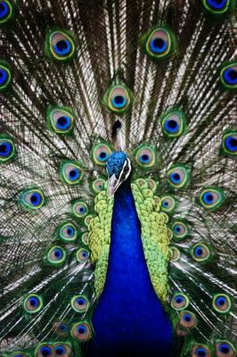 Peacock od Scott Griessel