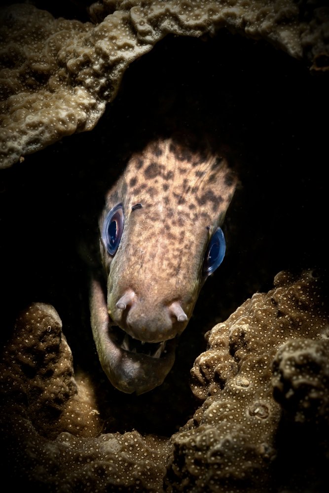 Moray Eel portrait od Serge Melesan
