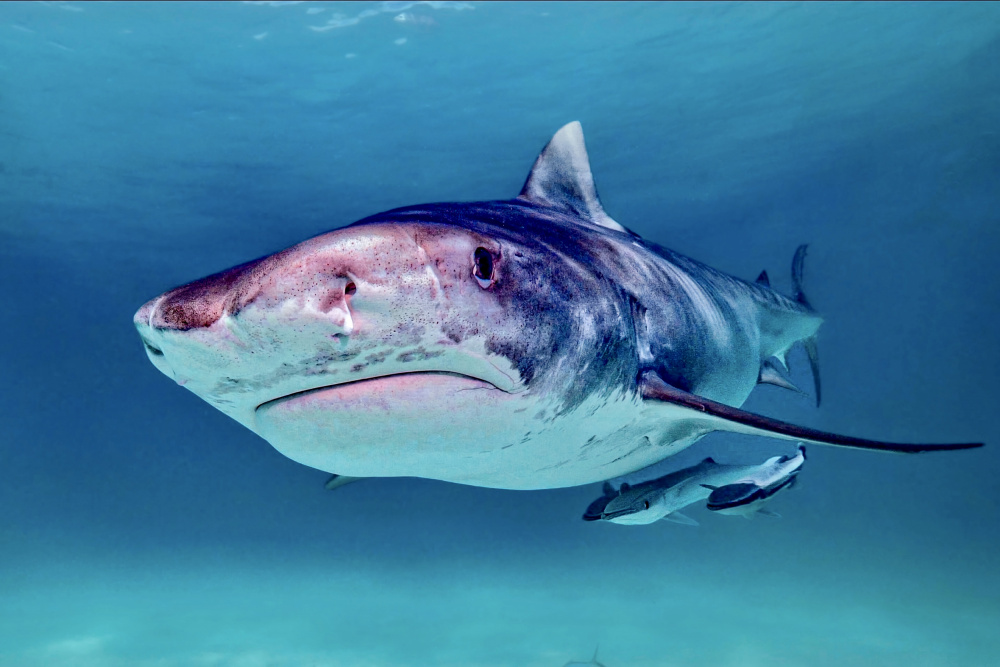 Tiger shark od Serge Melesan