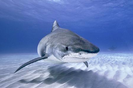 Tiger shark portrait