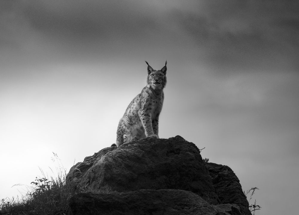 Lynx drama. od Sergio Saavedra Ruiz