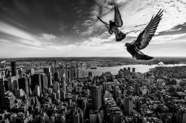 Pigeons on the Empire State Building od SergioSousa