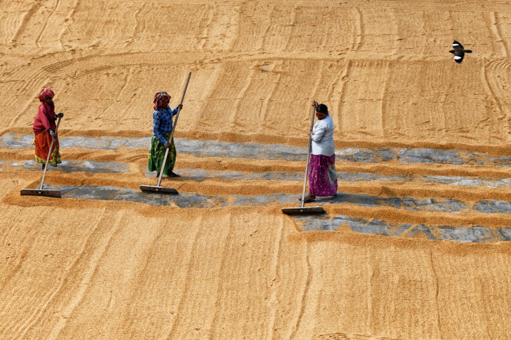 Paddy drying by women od Shaibal Nandi