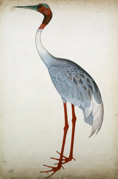 Sarus Crane, painted for Lady Impey at Calcutta od Shaikh Zain ud-Din