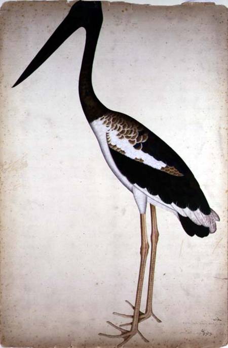 Blacknecked Stork, Xenorhynchus Asiaticus, painted for Lady Impey at Calcutta od Shaikh Zain ud-Din