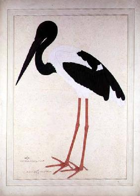 Blacknecked Stork, Xenorhynchus Asiaticus, painted for Lady Impey at Calcutta