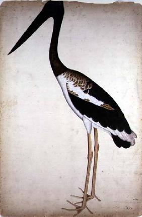 Blacknecked Stork, Xenorhynchus Asiaticus, painted for Lady Impey at Calcutta